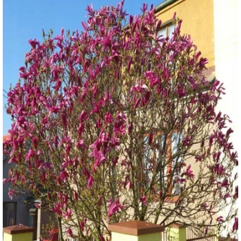 MAGNOLIA SUSAN duża roślina odporna na mróz - sadzonki 100 / 120 cm